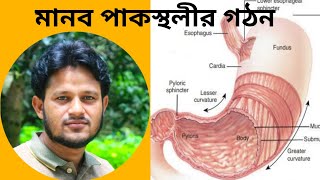 Digestion and Absorption  Structure of Stomach in Bengali  Anatomy of Stomach  পাকস্থলীর গঠন [upl. by Arita50]