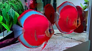 Blue Rim Red Cover Discus Fish  Most Beautiful Super Red Discus Aquarium [upl. by Pentha347]