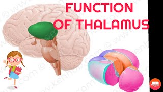 Function of thalamus in detail [upl. by Millwater658]