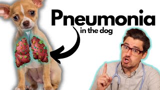 Pneumonia in the Dog Symptoms Diagnosis and Treatment [upl. by Pascoe]