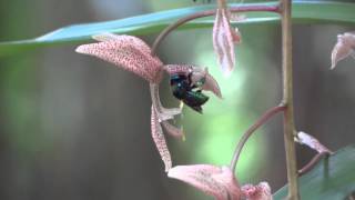 Polinização da orquídea Gongora bufonia  Orchid pollination  abelha Eufriesea violacea [upl. by Adyela512]