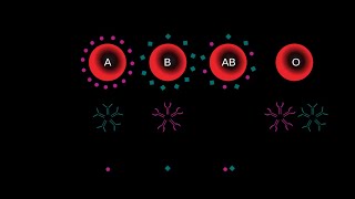 Multiple Alleles Part 1 Basic concept of multiple alleles the ABO antigens and Rh factor [upl. by Tennaj]