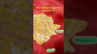 How macrophage eats bacteria 🦠Macrophage workingengulfing bacteria [upl. by Nagn734]