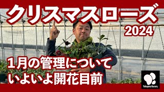 クリスマスローズ 1月の管理 クリスマスローズシーズン到来 ◆横山園芸 公式◆ 【2024】 [upl. by Anaiuq]