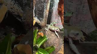 Feeding honey blue eyes frog [upl. by Lajes]