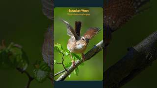 The Eurasian Wrens astounding song birds [upl. by Atikan]