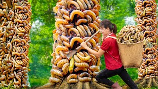 TOO SHOCKING Harvesting Palm Weevil Larvae on a Rotten Tree Goes to Market Sell  Luyến Harvesting [upl. by Hanimay]