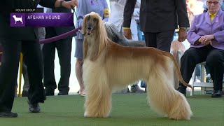 Afghan Hounds  Breed Judging 2023 [upl. by Nylsirk]