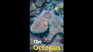 Octopus Camouflage How Do They Change Color [upl. by Atilrac965]