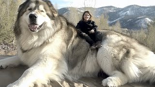 BIGGEST DOG BREEDS In The World [upl. by Einon]