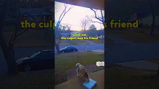 how to keep goods away from dogsdoorbell doorbellcam interesting [upl. by Banebrudge505]