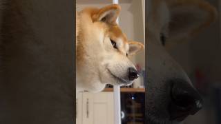 Shiba screams and barks at 1 power [upl. by Eidnalem325]