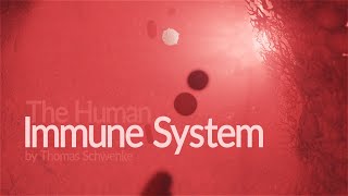 Human Immune System  How it works Animation [upl. by Baalbeer305]