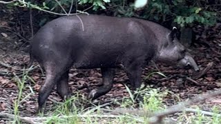 TIRINGA COM MEDO DA ONÇA NA FAZENDA CR AGRO NO GOIÁS  COMÉDIA SELVAGEM [upl. by Ireva749]