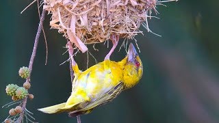 Bird building nest [upl. by Nyra]