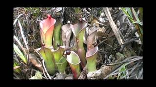 A bunch of Heliamphora amp more Chimanta Tepui and LosTestigos With Stewart McPherson [upl. by Ykcir]