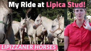 Lipica Stud Slovenia on Horseback The World Famous Lipizzaner Stallions [upl. by Dubois]