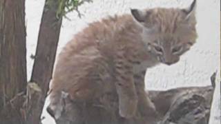 Sounds of a Baby Bobcat Calling part 3 [upl. by Zanlog]