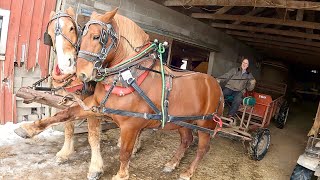 BARON amp BILLS FIRST DRIVE How will they act together  Draft Horse Training 458 [upl. by Noswal]