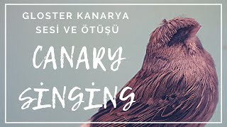 Kanarya Ötüşü ve Ötüm Eğitimi 2021  Kanarya Sesi Ötüş Eğitimi  Gloster Kanarya Huylandırma [upl. by Ycak655]