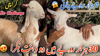 Pore Karachi Ko Challenge Hai🔥 Sirf 30 Hazar Mai Aisa Bakra Dhond Kar Dikhao😱 Hyderi Ka Shoqeen [upl. by Argella73]