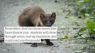 How To Remove A Marten From A Home Contact Oberglatts Best Pest Control Team Today [upl. by Osmund]