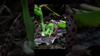 Praying Mantis self defense zanortevlogger viralvideo buhayprobinsya ytshortsvideo [upl. by Safire319]