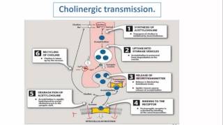 Autonomic nervous system  ANS5 [upl. by Noivert790]