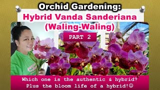 Orchid Gardening Hybrid Vanda Sanderiana Walingwaling Part 2  Authentic amp Hybrid [upl. by Afas578]