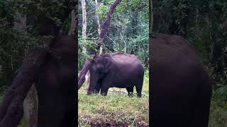 KABINI ELEPHANTS kabini kabinisafari elephant tiger safari [upl. by Eirolam278]