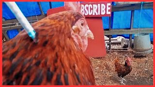 How To Deworm Chickens  Remove Mites And Lice From Chickens [upl. by Potts]