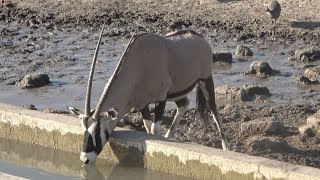 BOWHUNTING In NAMIBIA AFRICA EKUJA SAFARIS [upl. by Auqkinahs818]