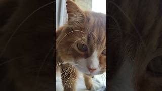 Mr Kittys Cat Cafe amp Boutique  Eau Claire Wisconsin [upl. by Campagna86]