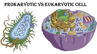 Prokaryotic Vs Eukaryotic cells  Whats the Difference biology science viralvideo [upl. by Rowell9]