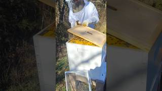 Beehive 10 feeding 1122024 [upl. by Ainivad316]