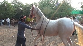 Horse TrainingTraining an Horse to Dance Walk and RunTraining tips обучение лошади [upl. by Yelehsa664]