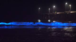 Bioluminescence In Venice Beach October 2024 [upl. by Odawa636]