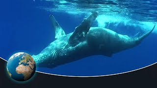 The fascinating world of the humpback whales [upl. by Egdamlat91]