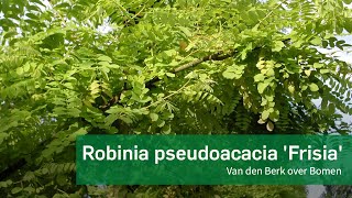 Robinia pseudoacacia Frisia [upl. by Ammann]