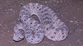 Sidewinder Rattlesnake [upl. by Fairfield]