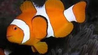 Group of Clown fish Nemo fish ★★★★★ [upl. by Auhsej]