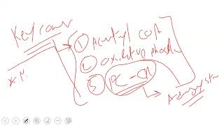 CVS Biochemistry  Biochemistry of Cardiac Muscle 1  Mutah [upl. by Brackett]