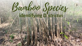 Bamboo species identification with Natalia Reategui Dendrocalamus strictus [upl. by Gulgee]