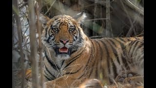 Wild India  Home of the Bengal Tiger  2019  4K [upl. by Endaira]