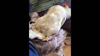 How to drain fluid belly in hens [upl. by Pardner]