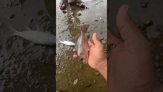 Chemballi and a Walathan Fish were Trapped fishing shorts [upl. by Sualokcin]