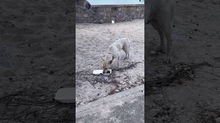 Feeding Lots of Animals While Visiting The Beautiful Turks and Caicos [upl. by Nezam]