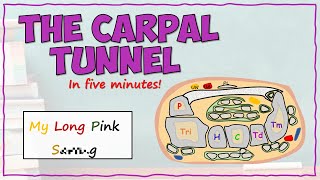 The Carpal Tunnel [upl. by Ness]