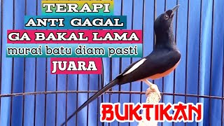 murai batu gacor paling AMPUH buat pancingan murai batu agar bunyi jadikan murai gacor seketika [upl. by Brieta]