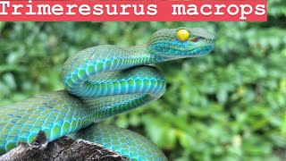 Trimeresurus macrops Large Eyed Pit Viper [upl. by Carmela]